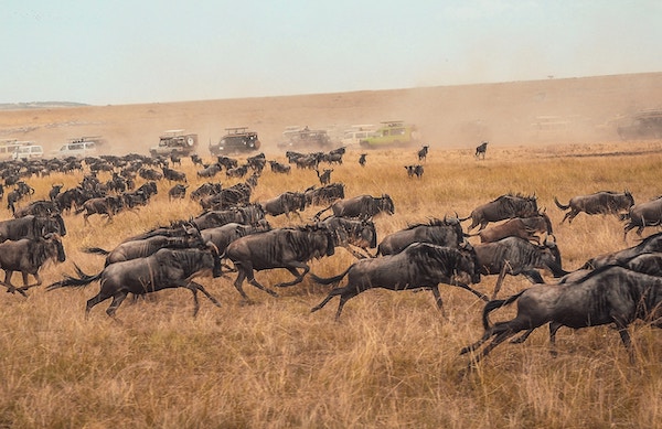 Migrating_wildebeest 