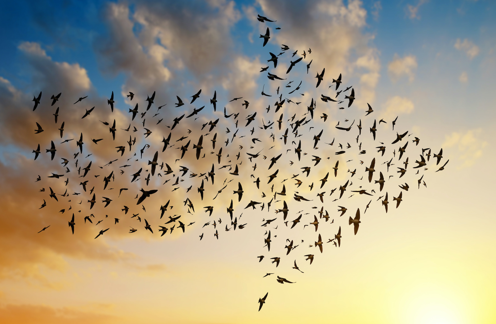 Flock of migrating birds forming an arrow