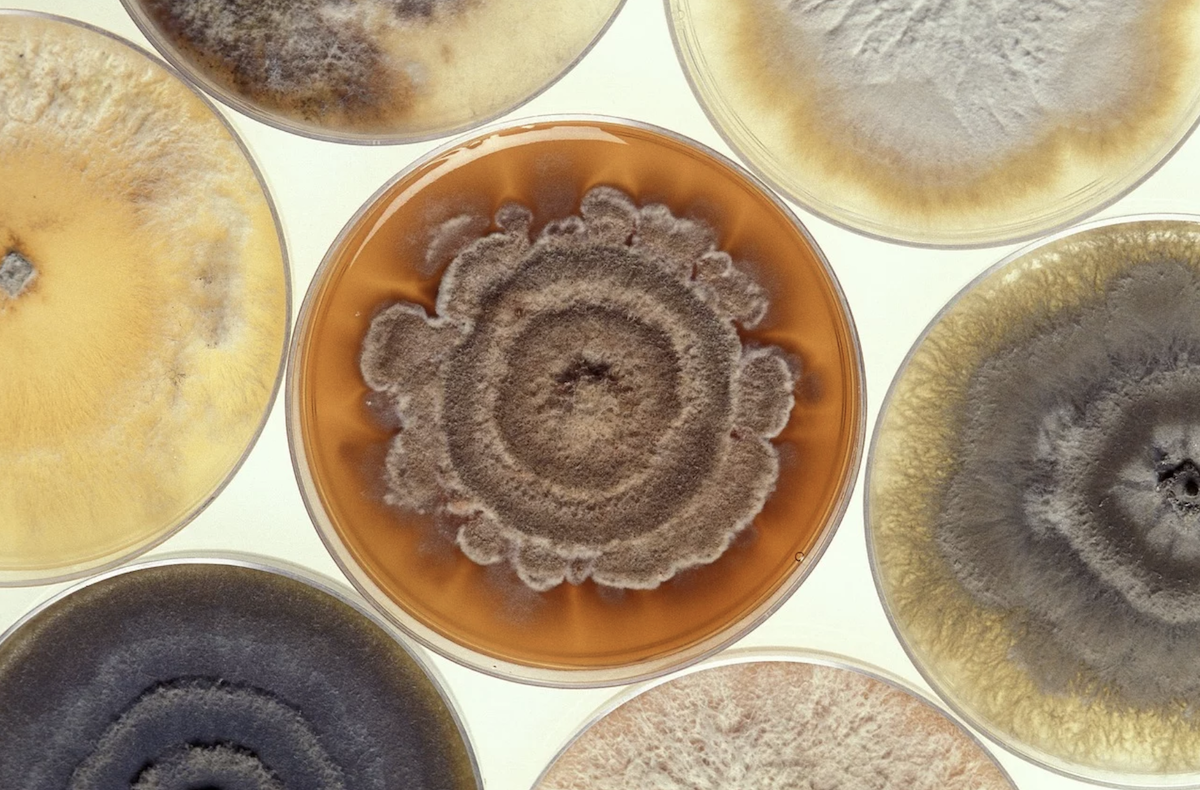 Different types of mold growing in petri dishes