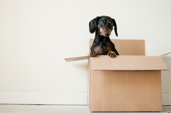 Moving Box Dog