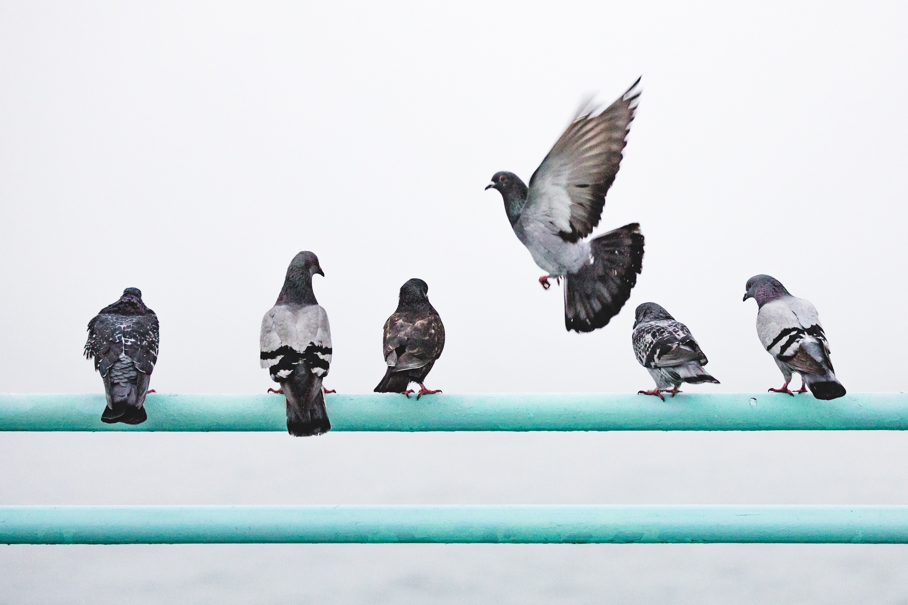 Pigeons on a wire