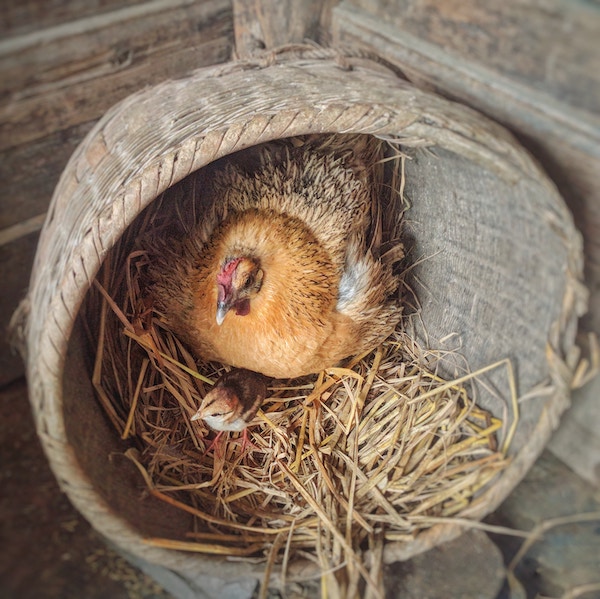 Bird_and_chick_sitting_in_nest