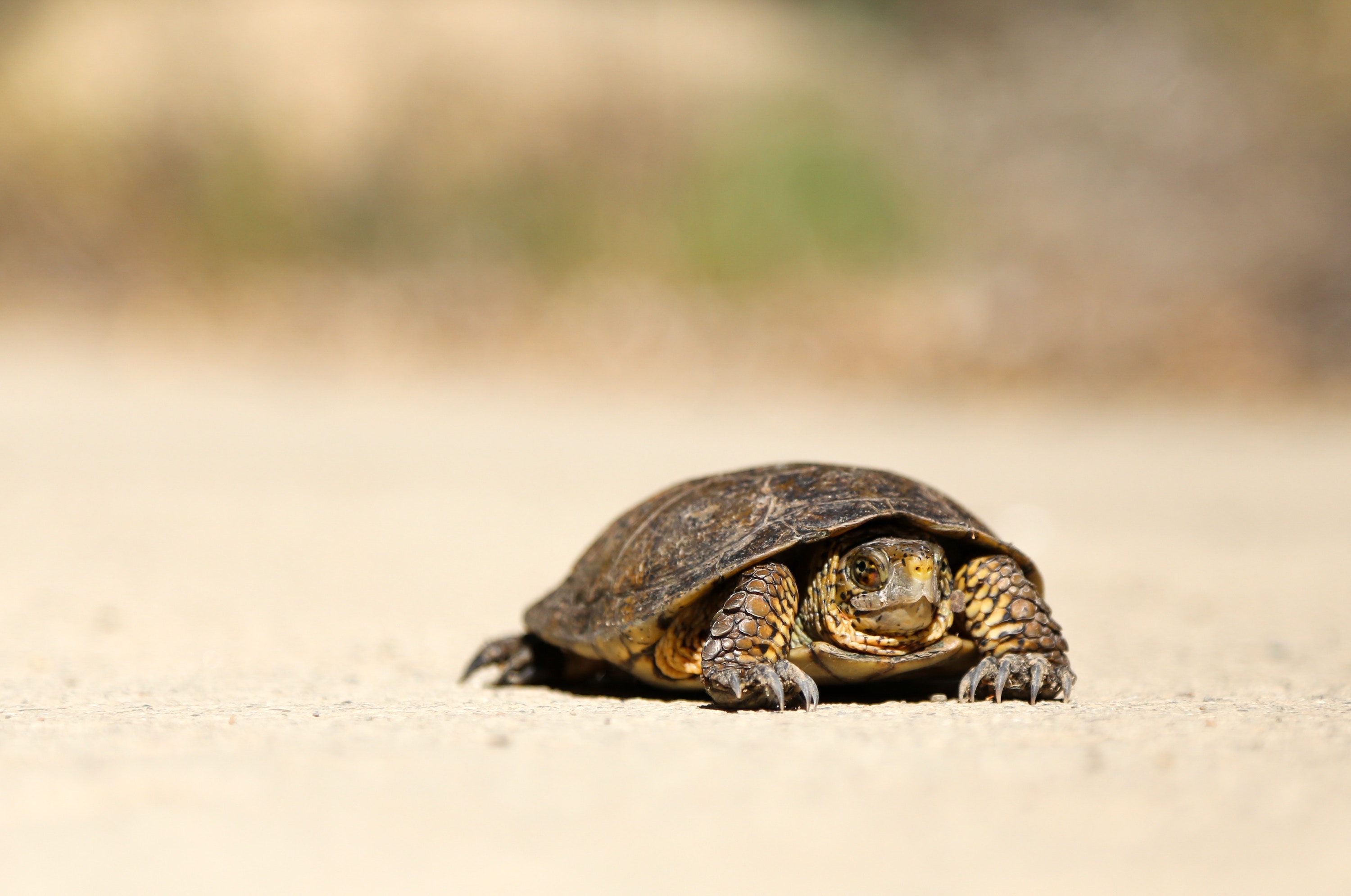slow turtle
