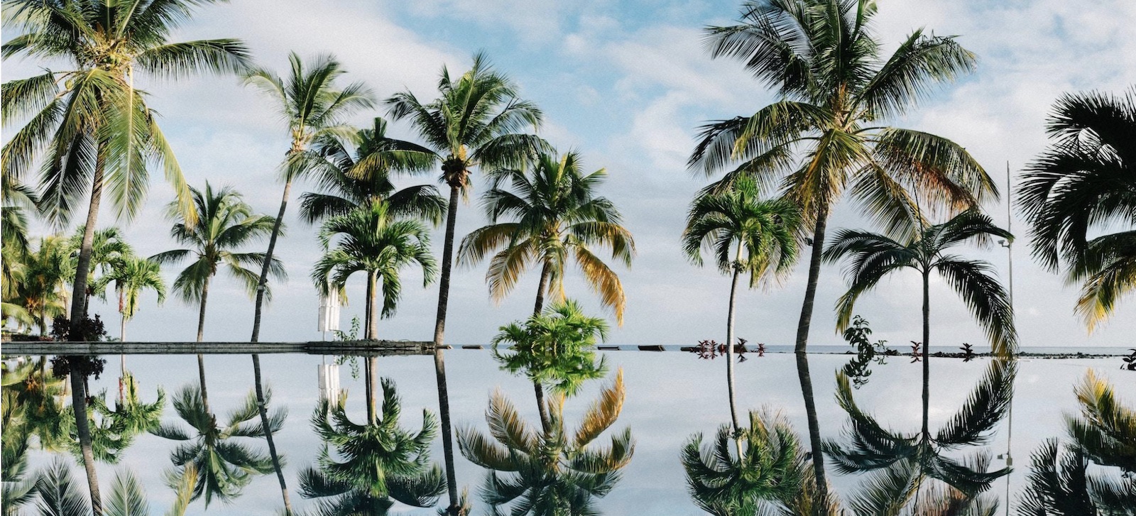 Palm trees over the water. 
