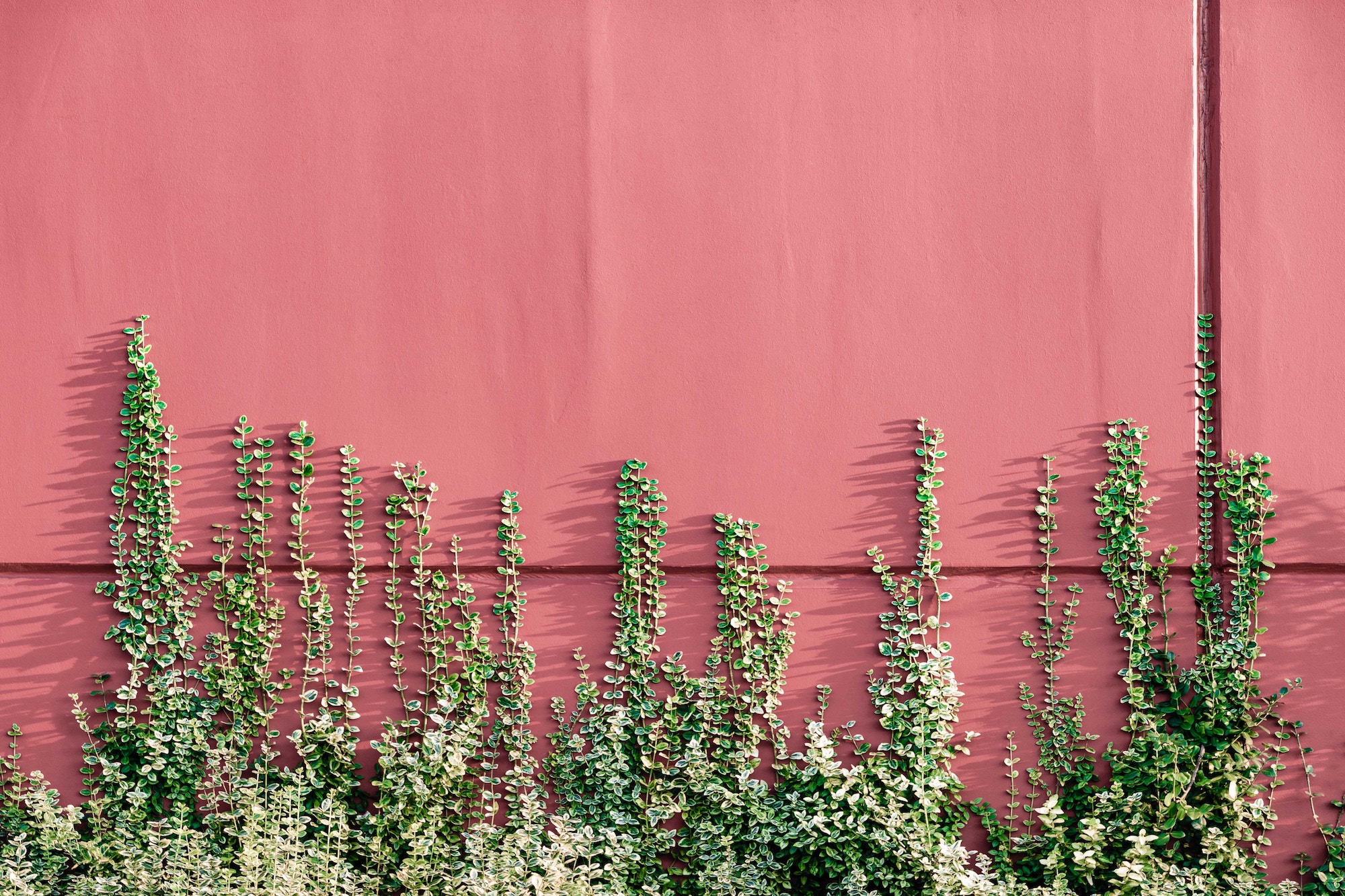 Green plants growing up pink wall