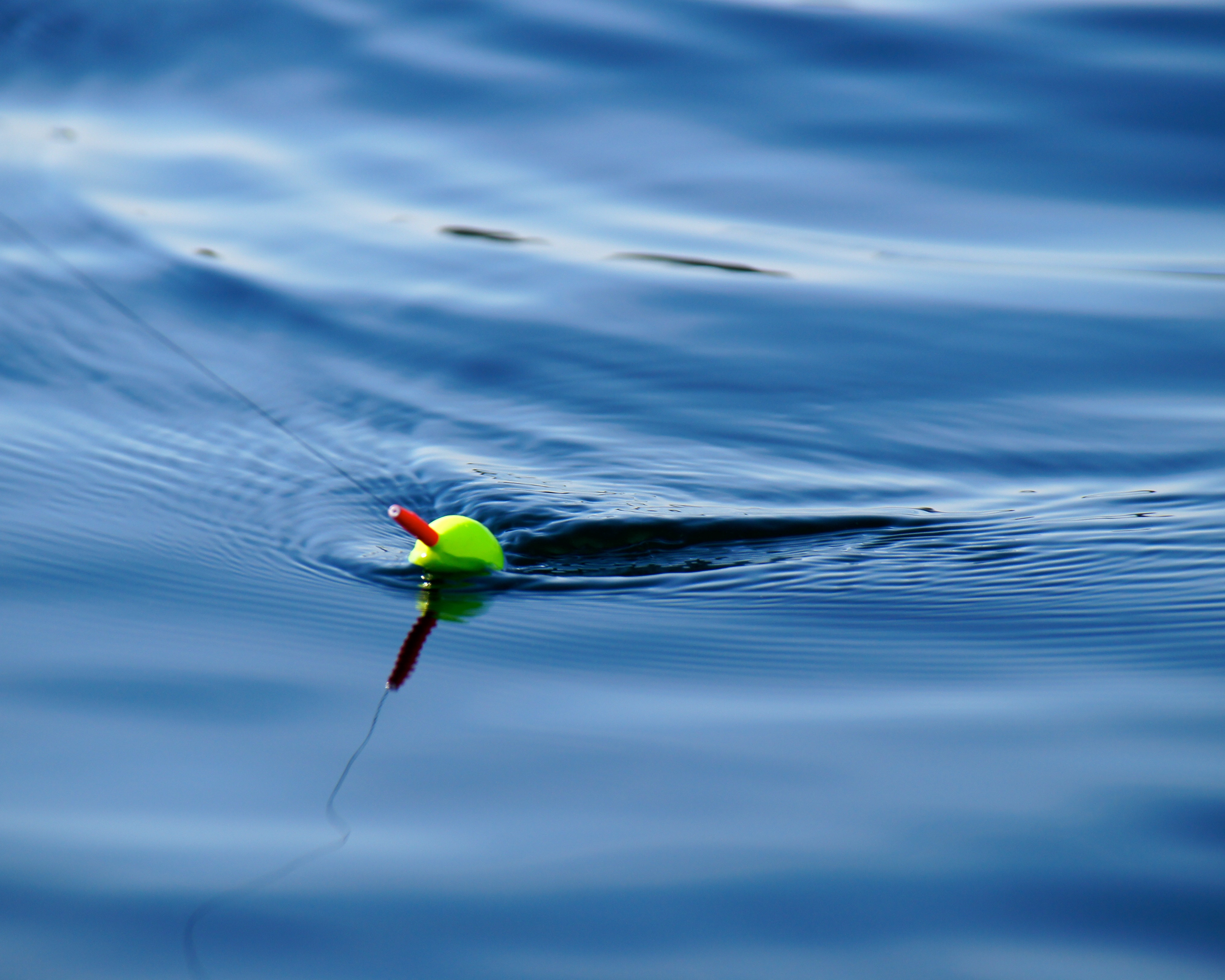Fishing bobber in the water