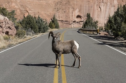 ram_in_middle_of_road