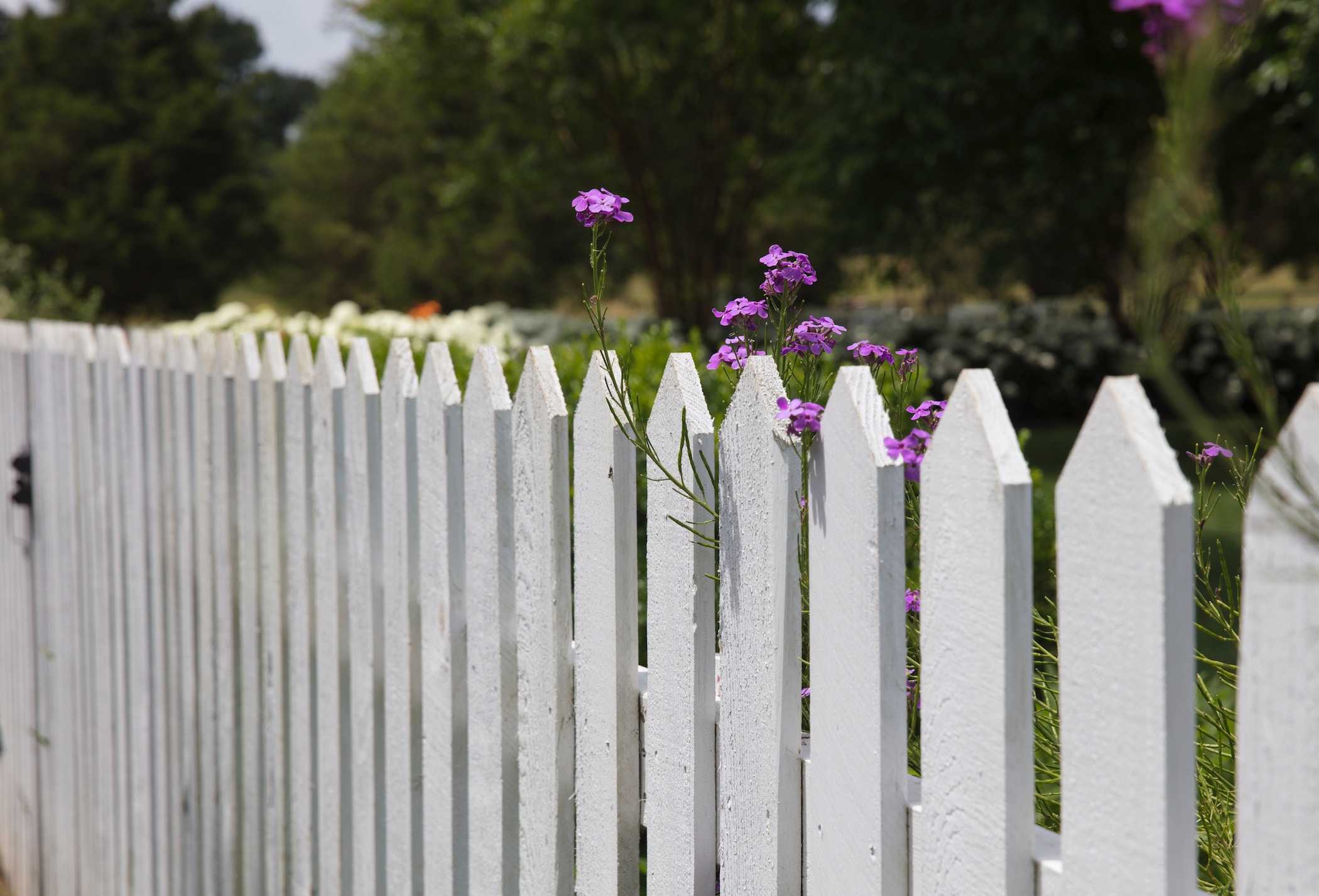 White picket fence with purple flowers
