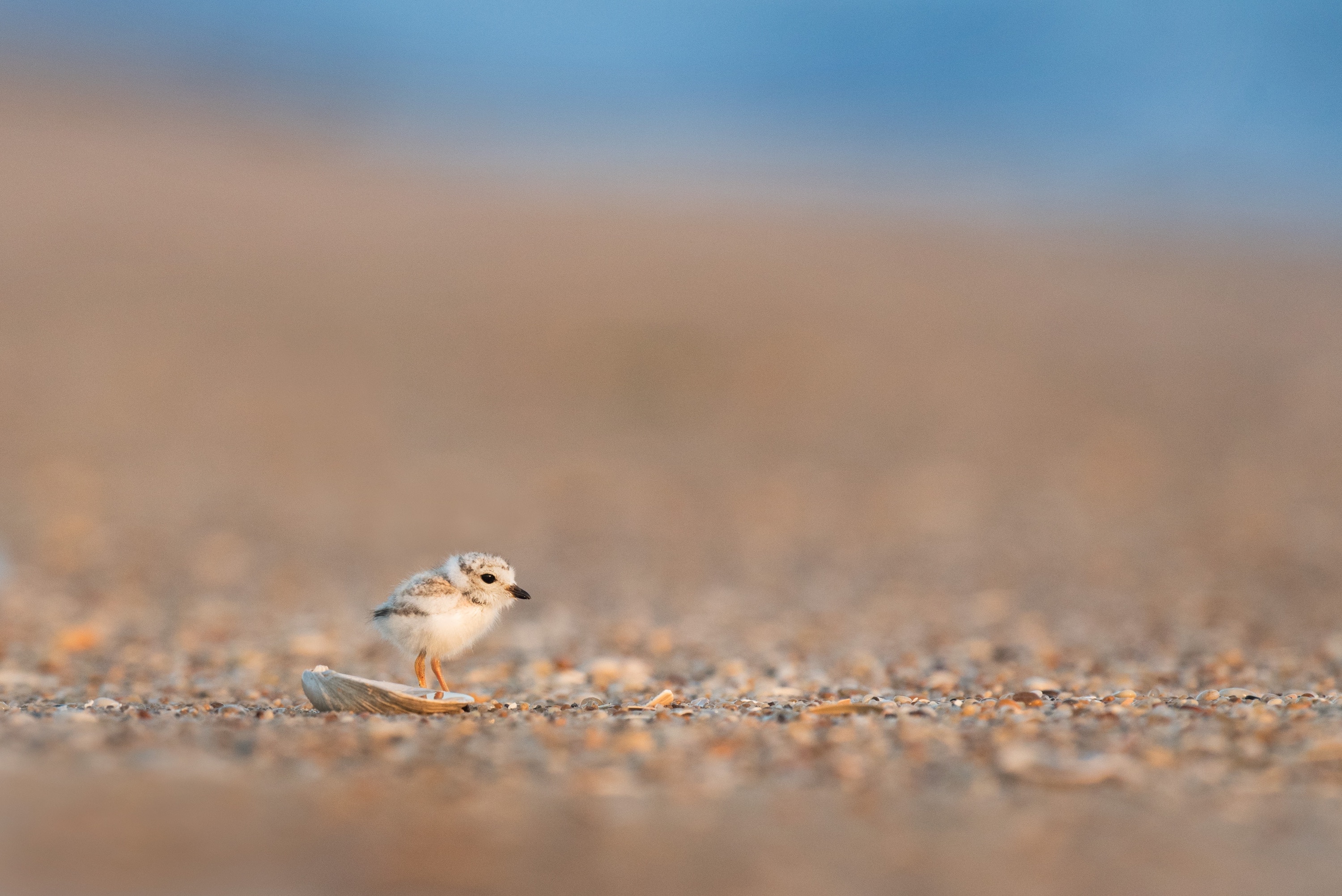 bird on beach