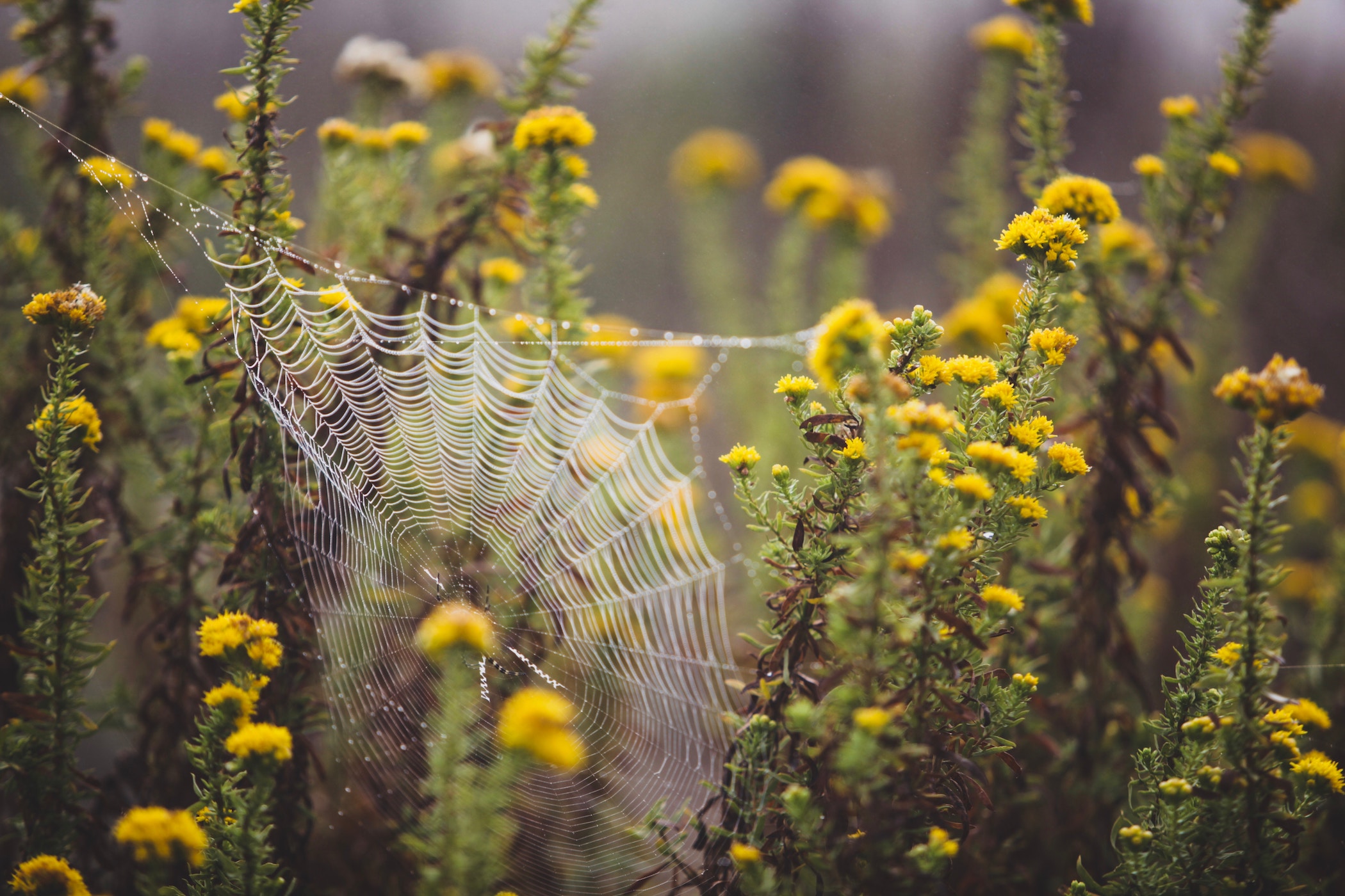 Flowers with a spider's web