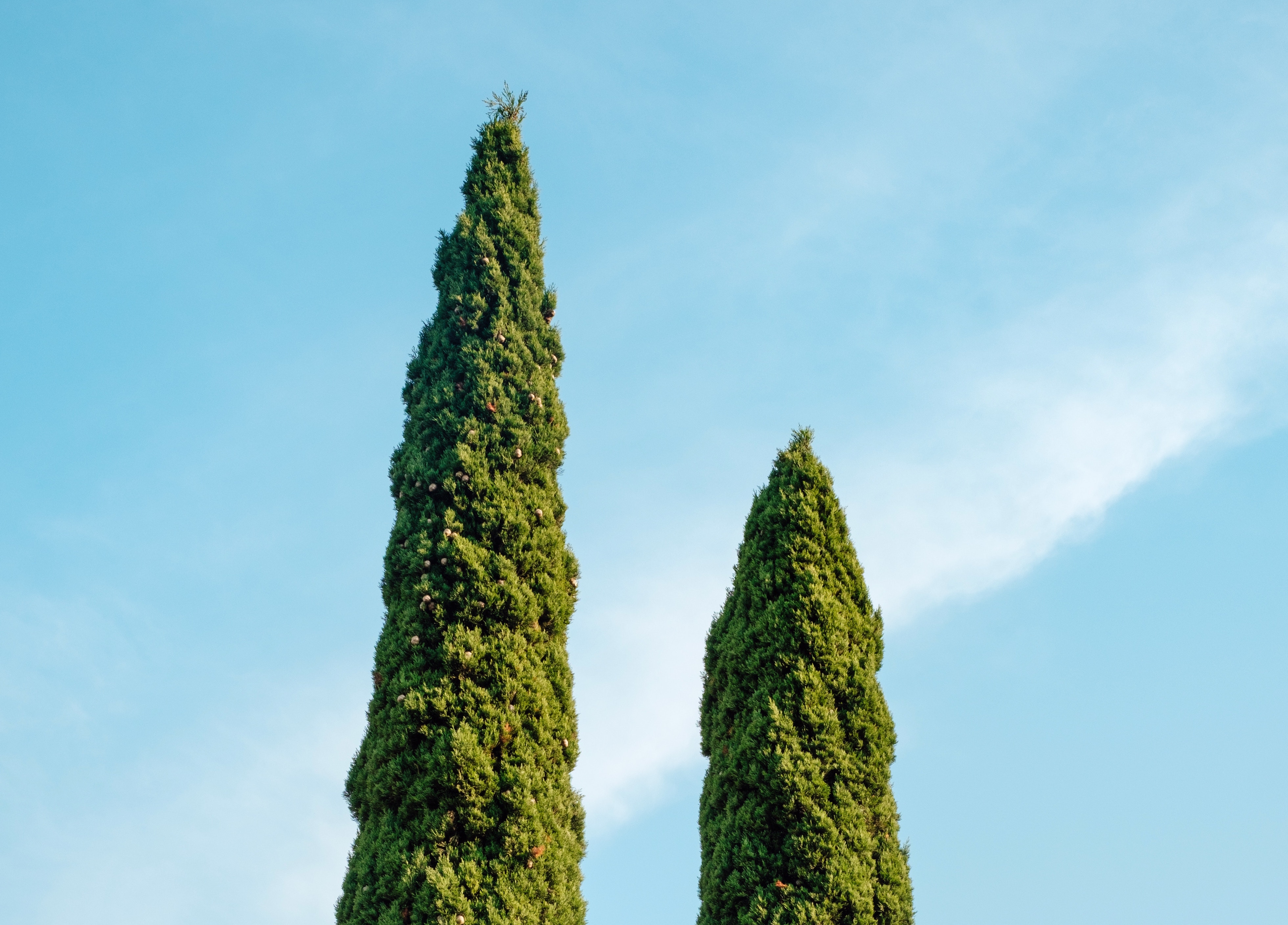 Tops of two topiary shrubs