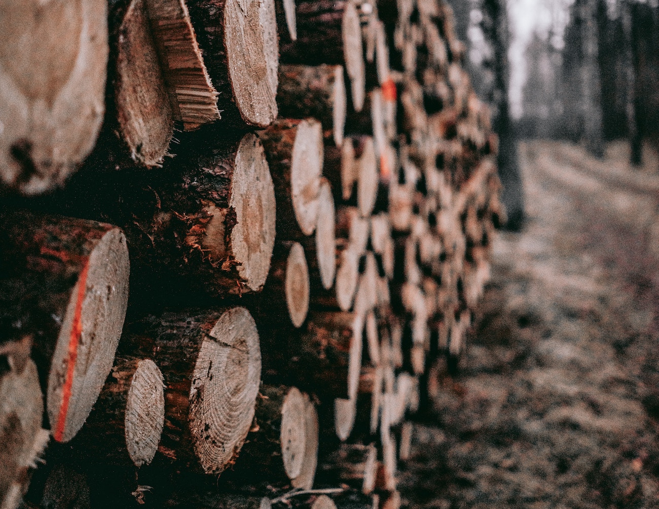 Lumber prices posted a 25 percent increase in January 2019, but analysts warn that the market may be overbought, and conditions are similar to last year when prices hit an all-time high and then fell.