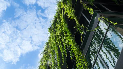 Building with hanging greenery