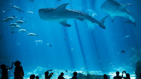 Whale Shark Atlanta Aquarium
