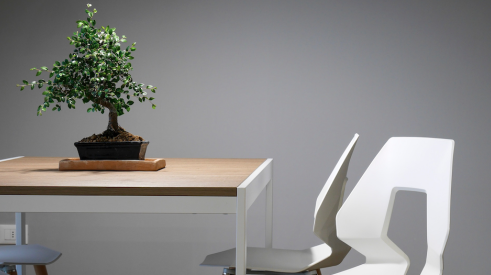 Bonsai tree on table to bring natural elements indoors