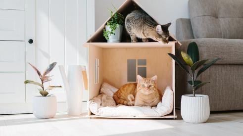 Two cats in a cat house