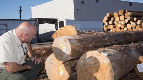 Sawmill lumber inspection