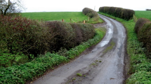 Road leading up grassy hill with hedges on either side