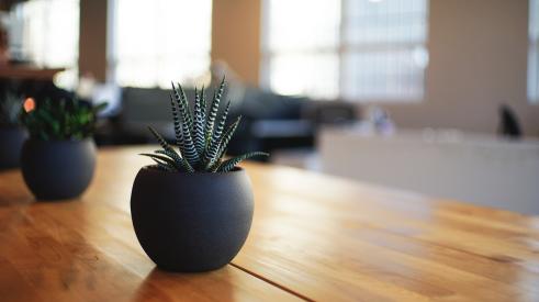 Plant on desk in office