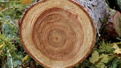 Cut tree showing growth rings