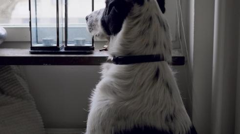 dog_looking_out_window