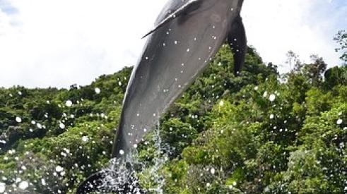 dolphin_jumping_out_of_water