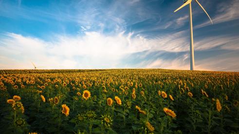 Wind turbine in a field of sunflowers