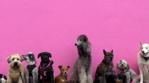 Dogs together against pink wall