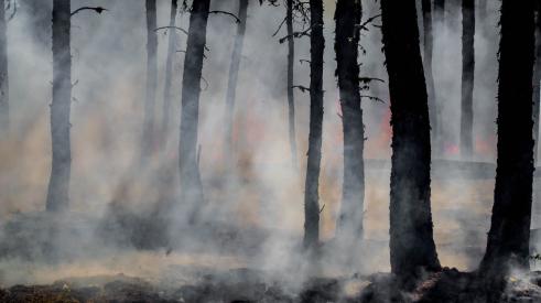Michael Tachovsky, an economics expert and consultant in real estate damage at Landmark Research Group, is weighing in on how the real estate industry can minimize future wildfire risk.