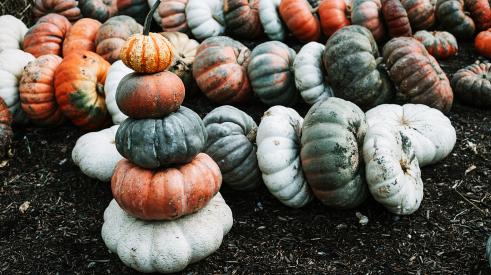Stacks of pumpkins and gourds