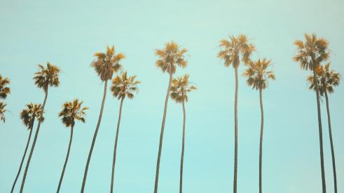 california palm trees