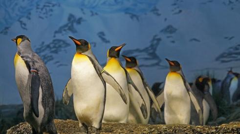King Penguin Migration