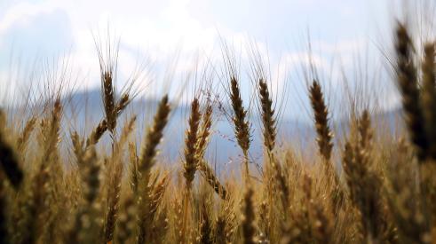 Prairie grass and wheat