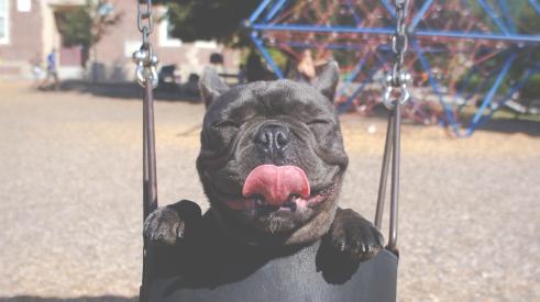 Dog in a swing