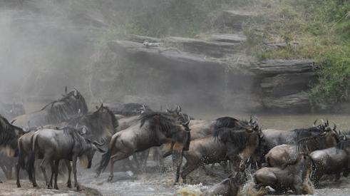 Wildebeasts crossing a river