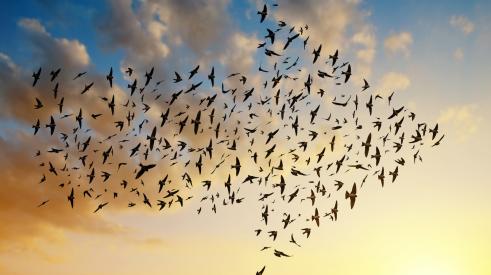 Flock of migrating birds forming an arrow