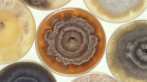 Different types of mold growing in petri dishes