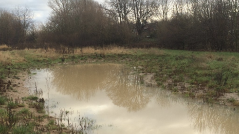 Mud puddle with water and surrounding trees is no longer subject to WOTUS regulations