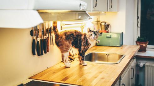 Kitchen with a cat on the counter