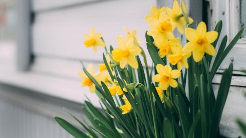 Daffodils: The Golden Girls