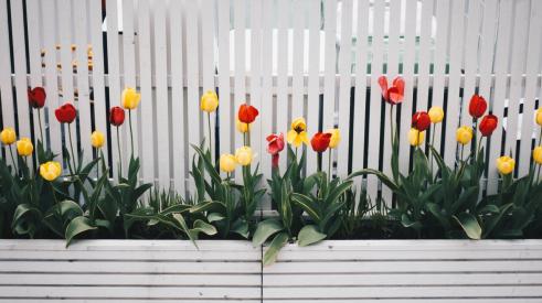 Tulips in garden box