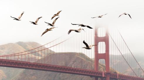 Birds_flying_near_Golden_Gate_bridge