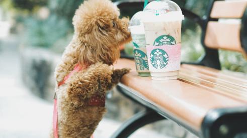 Dog standing up at park bench trying to lick starbucks drinks