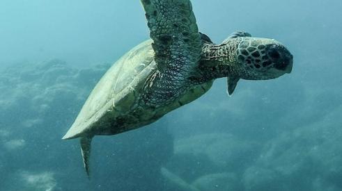 turtle_swimming_underwater