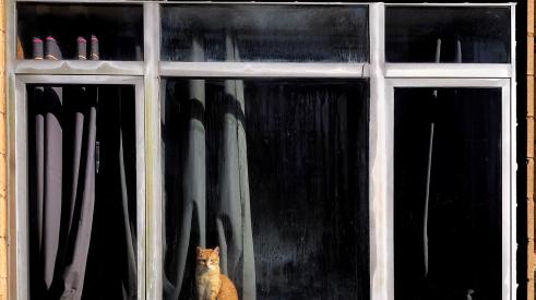 Cat in a window