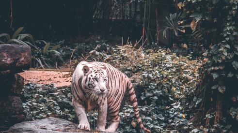 Tiger in a Singapore zoo_endangered species act