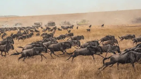 wildebeest stampede across grassy field with four-wheel-drive vehicles in distance