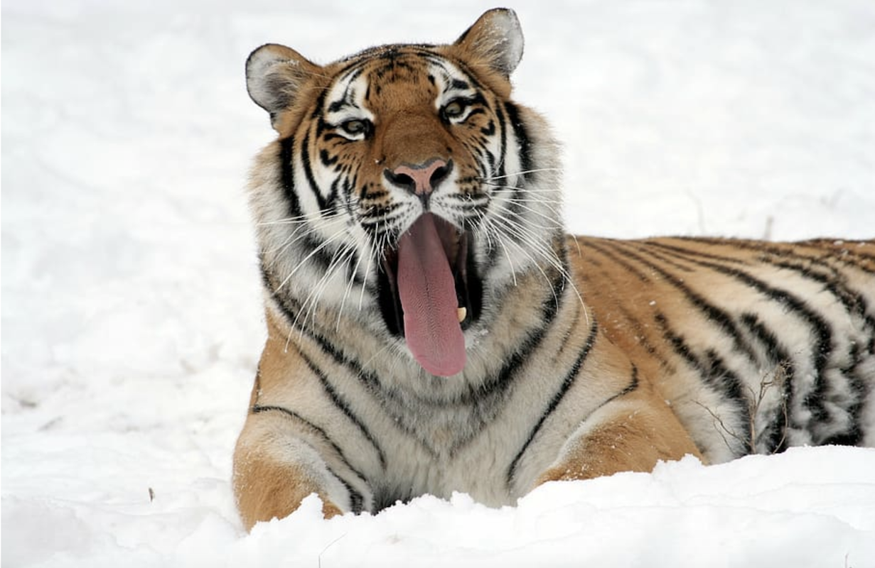 tiger tamed and yawning