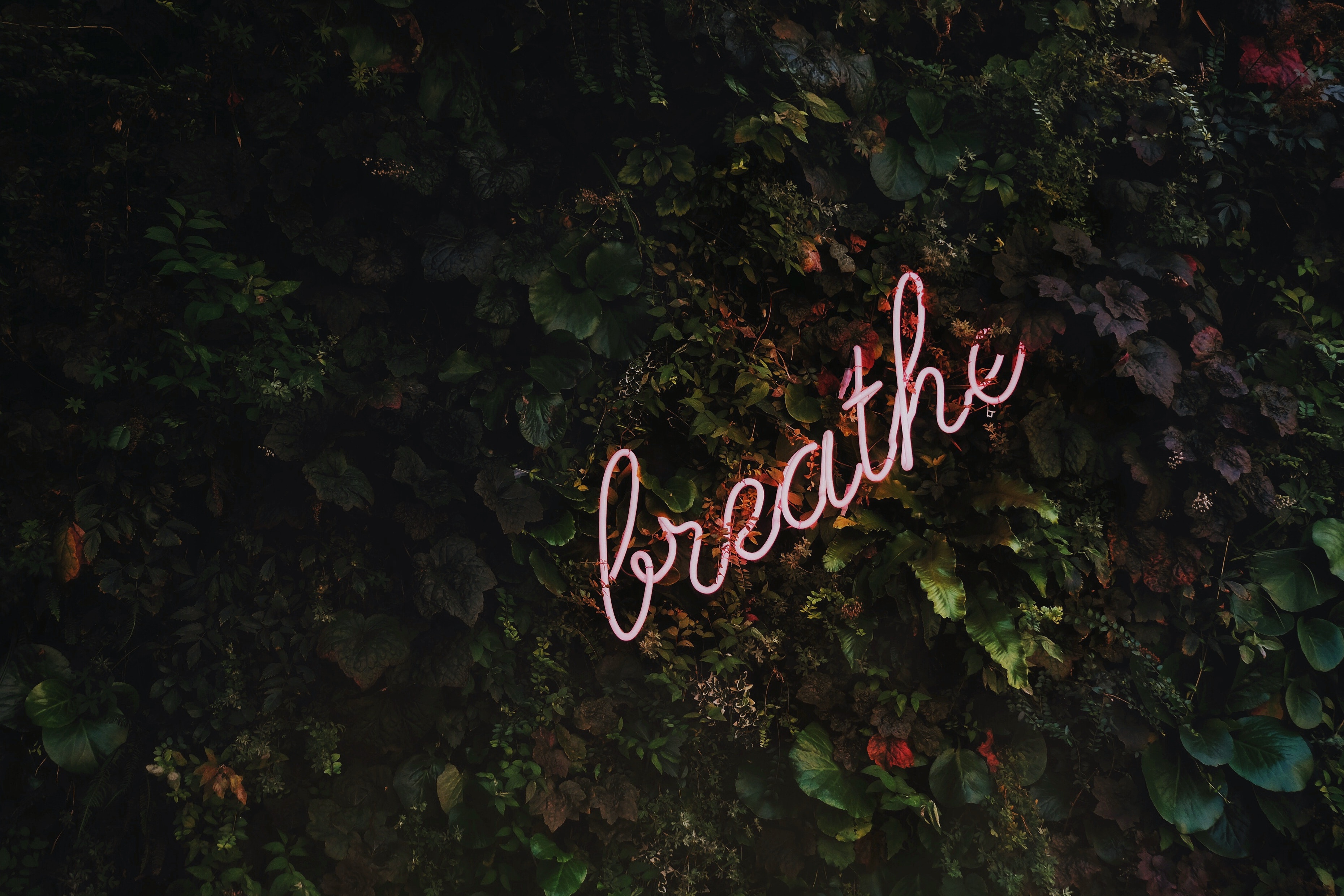 Neon sign that says 'breathe' over a wall of ivy