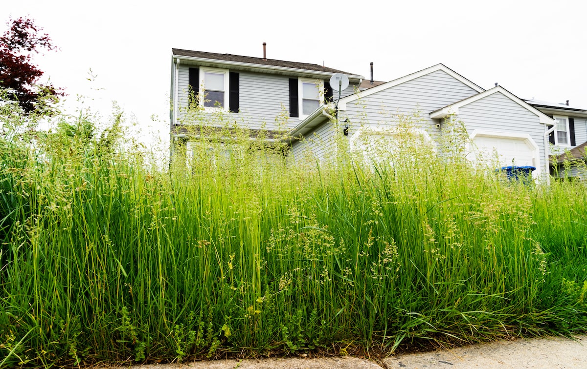 Vacant house surrounded by overgrown grass